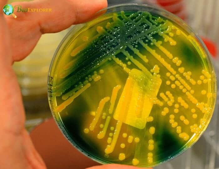 4 Bacterial Biofilms