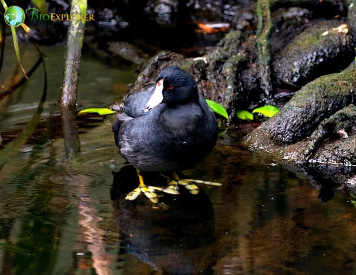 Black Scoter Diet