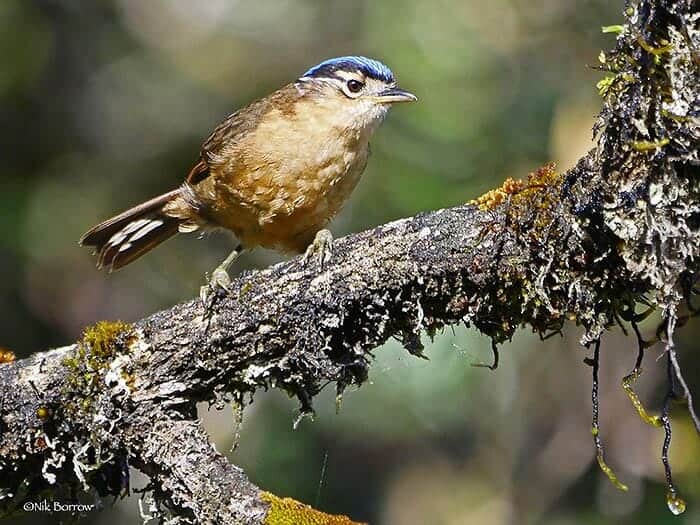 Blue Capped Ifrita (Poison Bird)