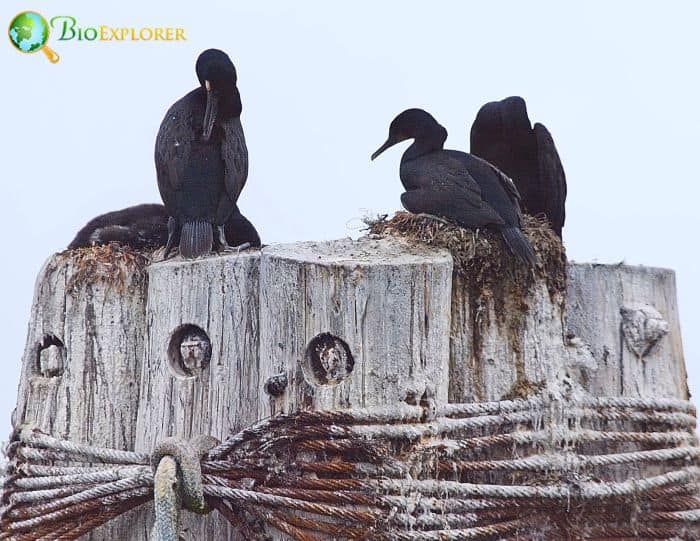 Brandt's Cormorants connection to California Current