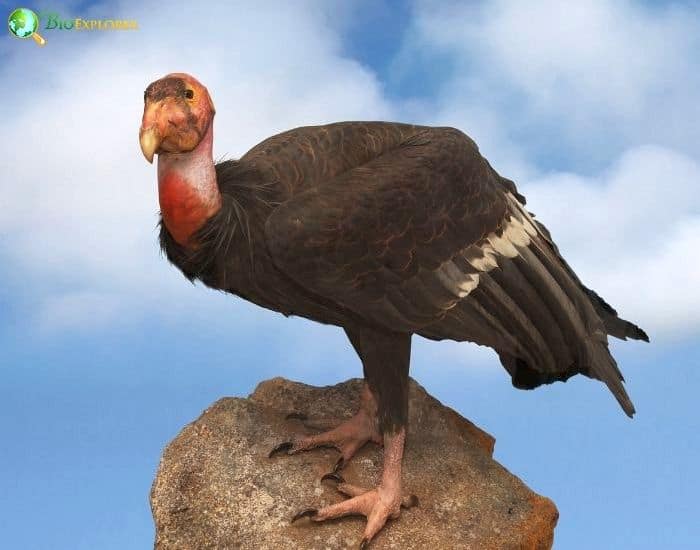 California Condor