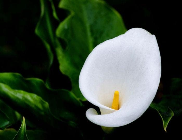 Calla Lily