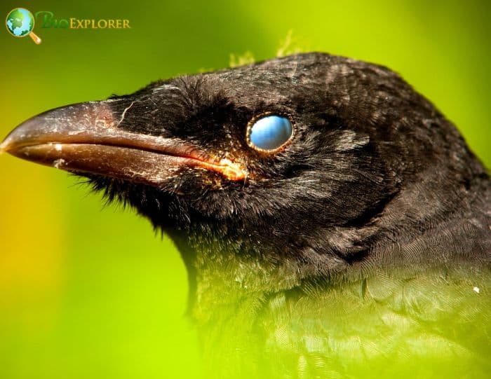 Carrion Crows Cunning Foragers