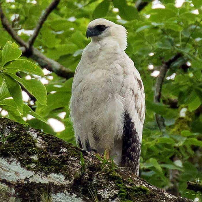 Crested Eagle