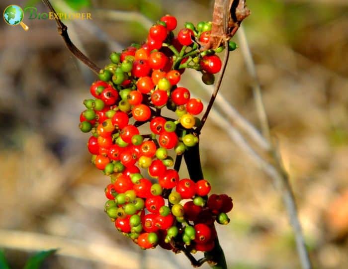 Dahoon Holly (Ilex Cassine)