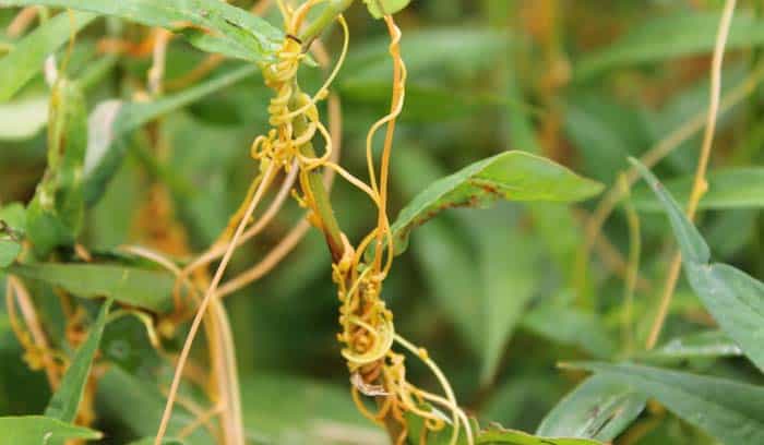 Dodder Plant