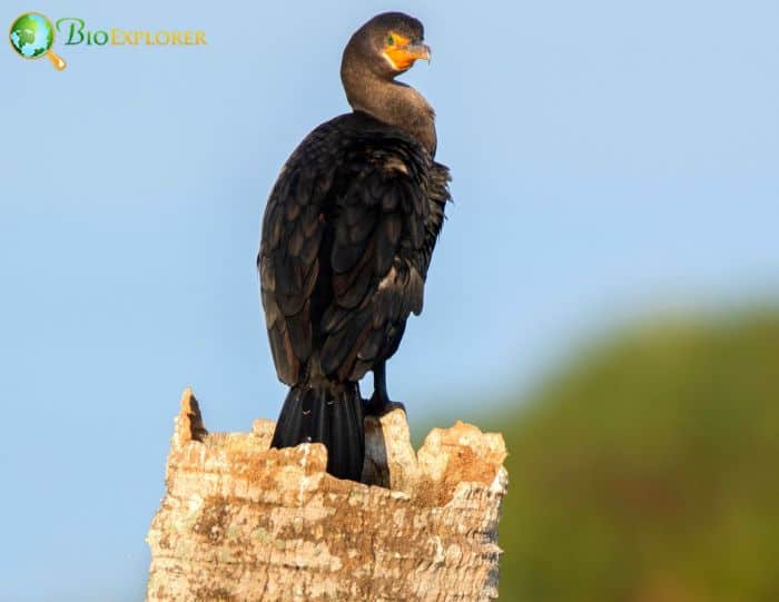 Double-crested Cormorants have creches