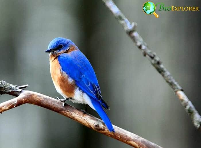 Eastern Bluebirds