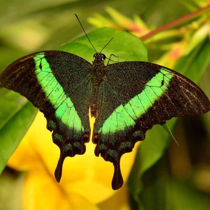 Emerald Swallowtail