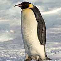 Emperor Penguin