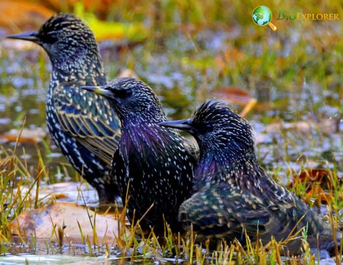 European Starling Can Cause Infestation