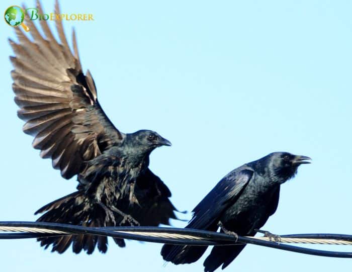 Fish Crows Are More Family Oriented