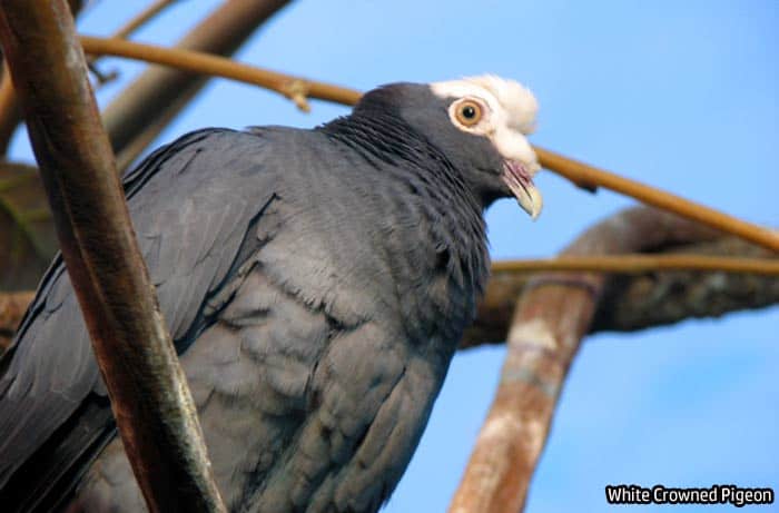 Florida white-crowned pigeon