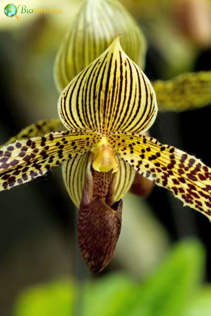 Gold of Kinabalu Orchid