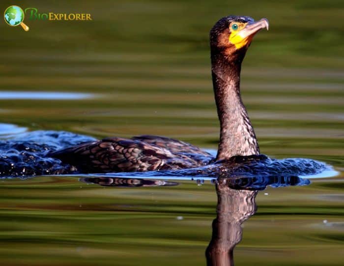 Great Cormorants put on weight for diving