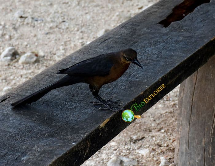 Great Tailed Grackles Are Highly Sociable