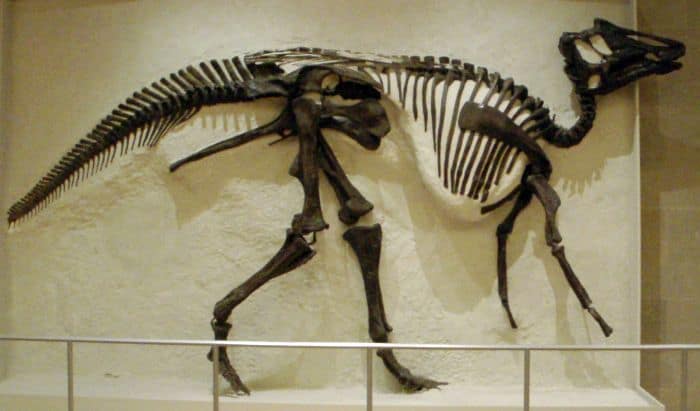 Hadrosaurus