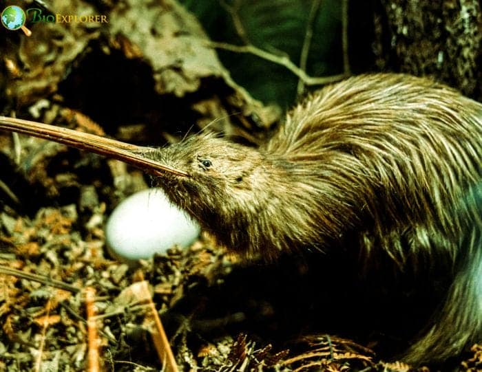 Kiwi Bird