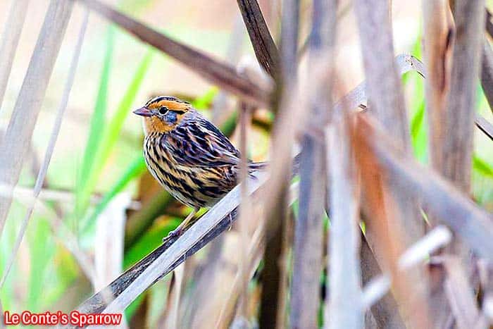 Le Conte's Sparrow (Ammodramus leconteii)