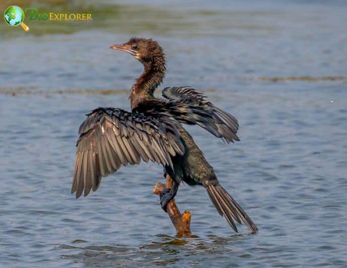 Little Cormorants Are Fun To Observe