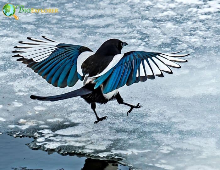 Mirror Self-recognition In Magpie Birds