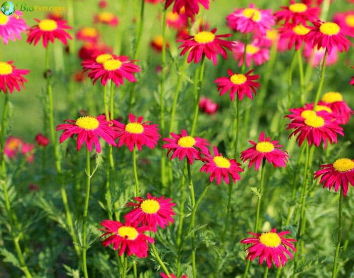 Painted Daisy Tanacetum C