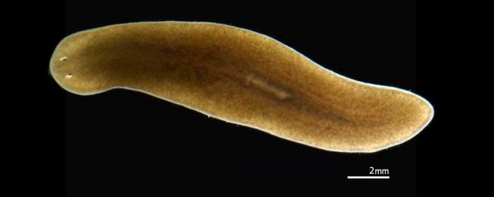 Parasitic Flatworms