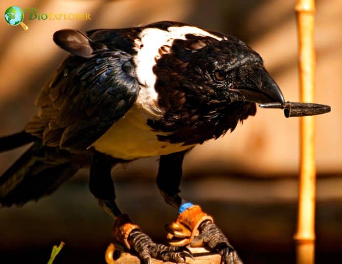 Pied Crows Are Intelligent