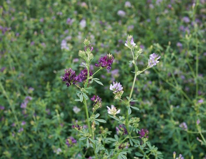 Plant Structures Of Alfalfa