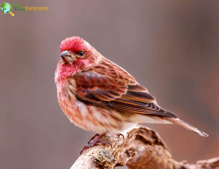 Purple Finch