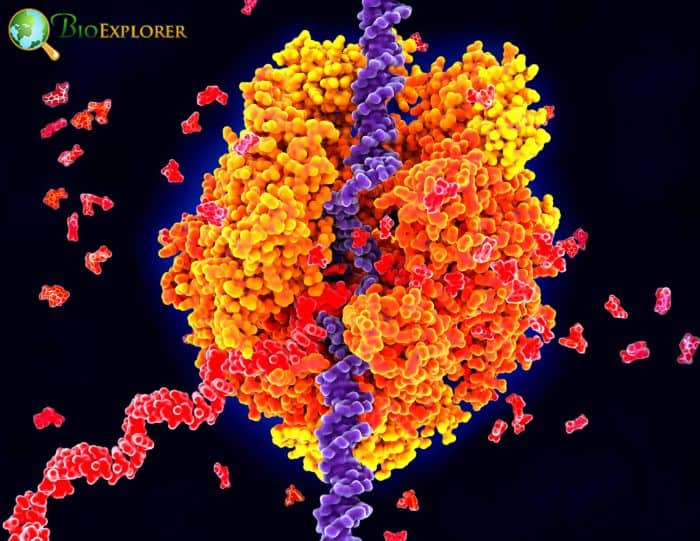 RNA Molecules