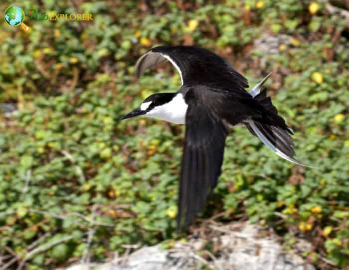 Sooty Tern Sleeps While Flying