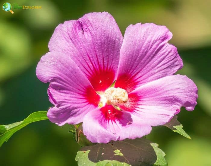 Swamp Rose Mallow (Hibiscus Moscheutos)