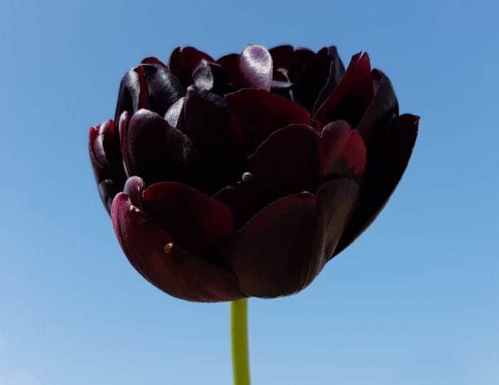 Tulipa Queen Of Night