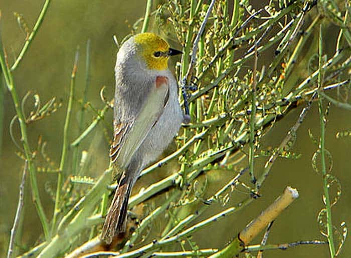 Verdin