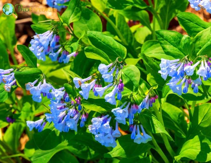 Virginia Bluebells