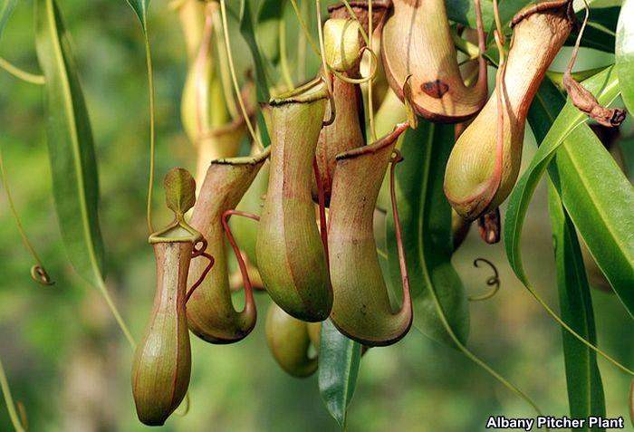 Albany Pitcher Plant