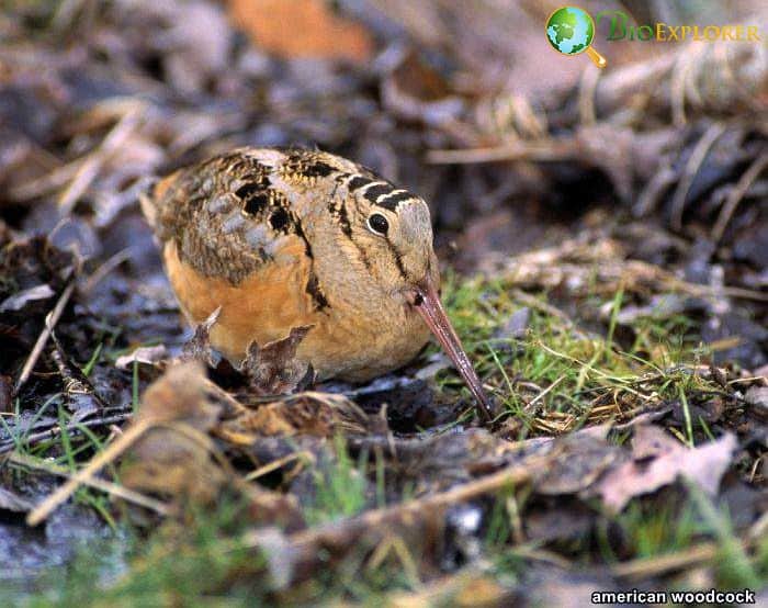 American Woodcock