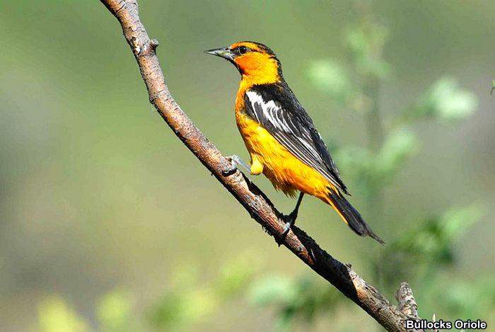 Bullocks Oriole