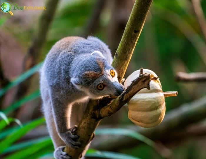 Crowned Lemurs Digestive System