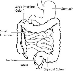 digestive system