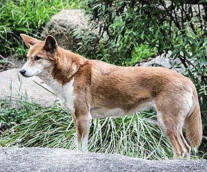 dingo australia