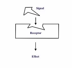 Hormone Receptor