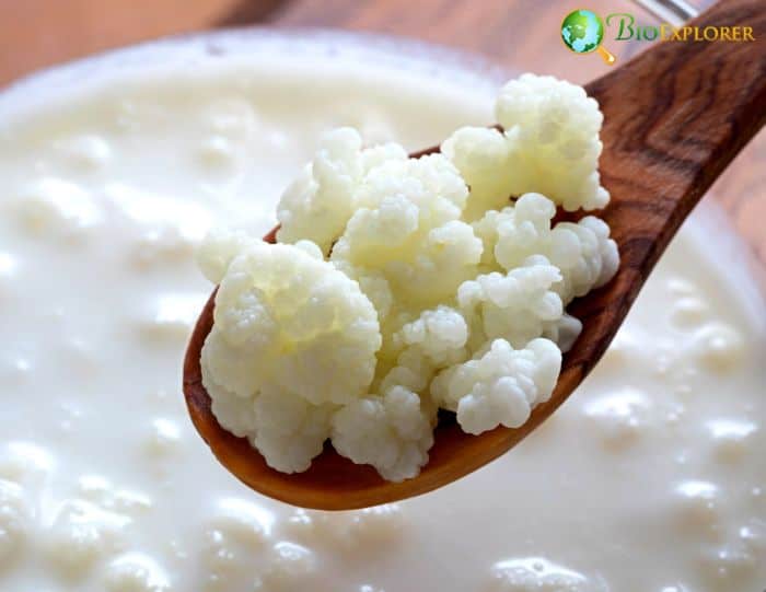 Kefir Grains