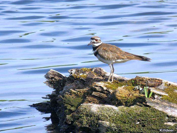 Killdeer