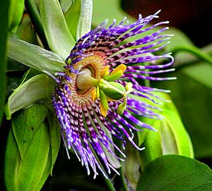 Passion Flower