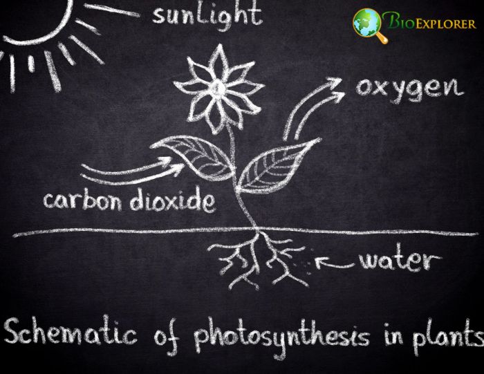 Photosynthesis