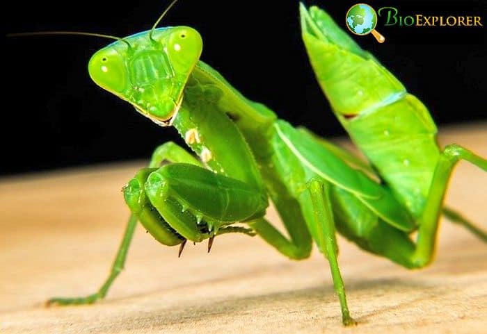 Praying Mantis