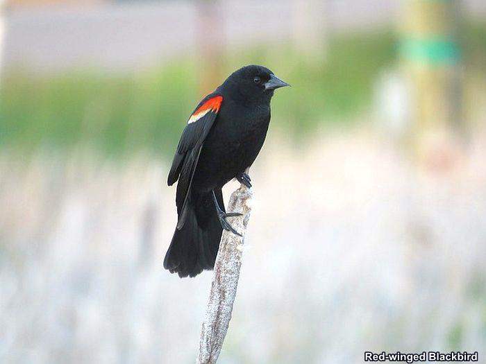 Red-Winged Blackbird