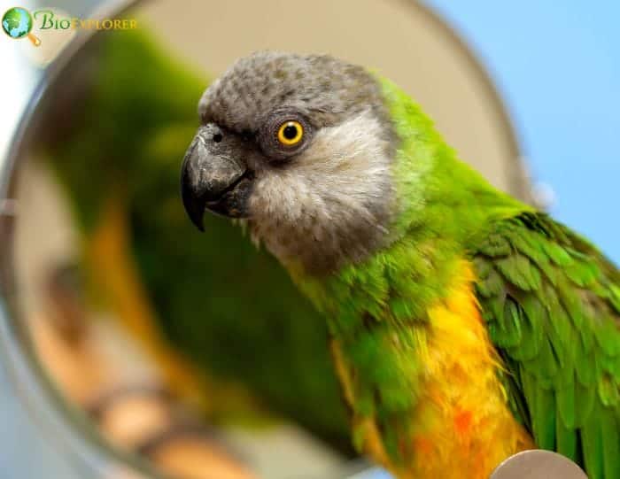 Senegal Parrot Breeding and Nesting